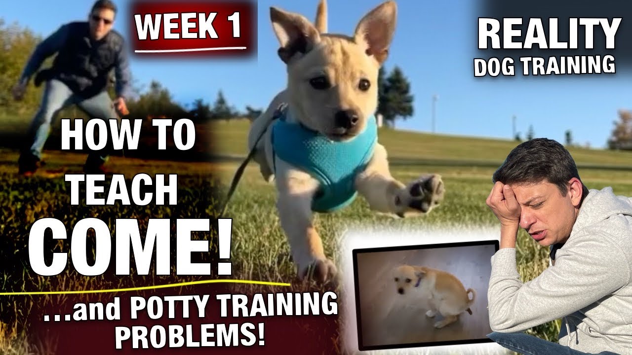 Training a PUPPY to COME when called! But, POTTY TRAINING…not so much… Reality Dog Training