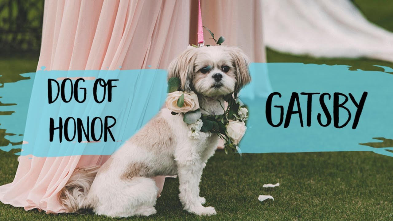 Dog Is Flower Girl In Her Humans’ Wedding Day | FairyTail Pet Care