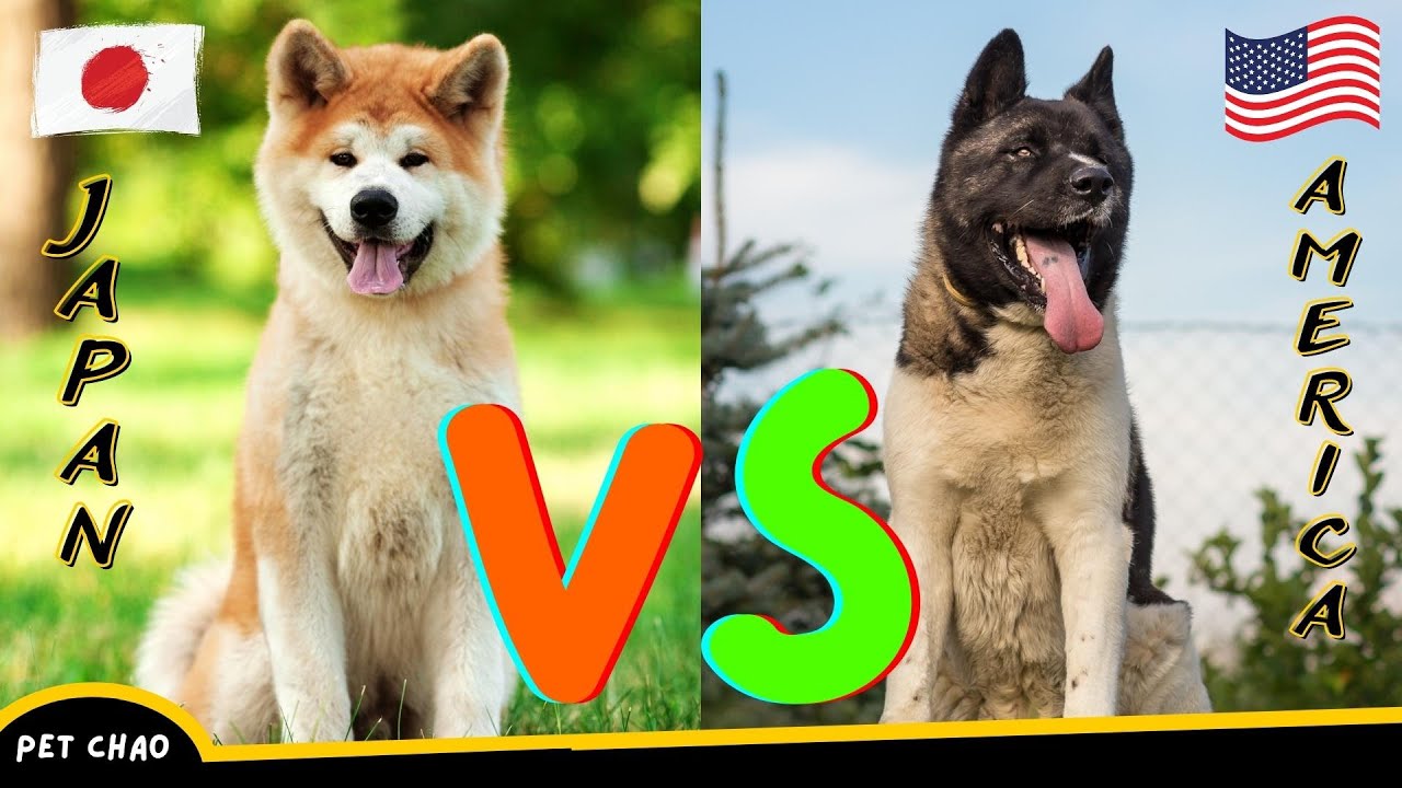 Japanese Akita vs American Akita – Which is Better? – Dog vs Dog