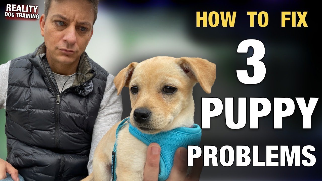 I may have messed up.. 3 Major PUPPY PROBLEMS and HOW TO FIX THEM! Reality Dog Training