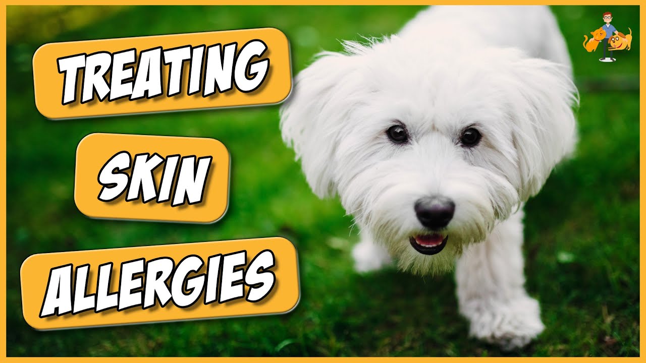 How To Stop your Dog Itching from Skin Allergies