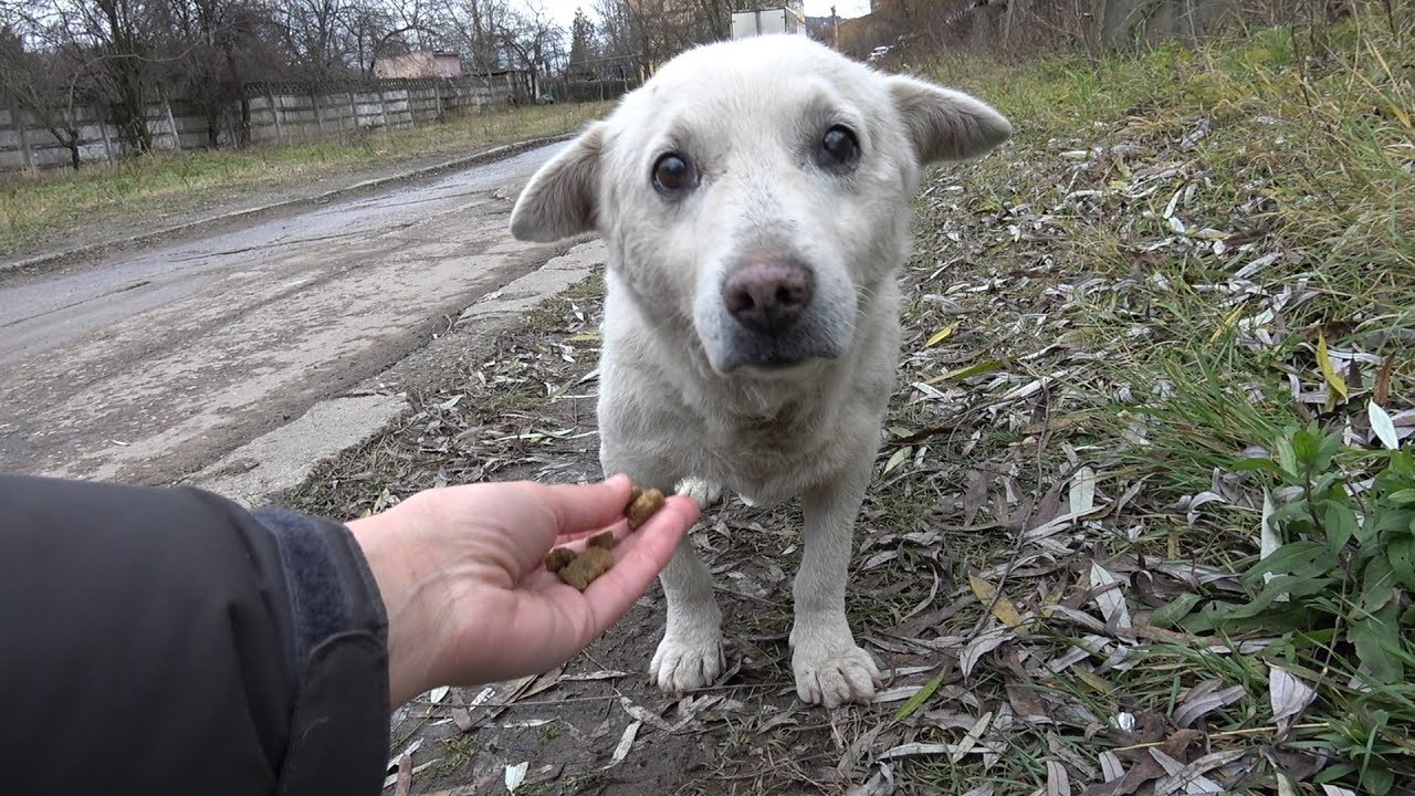 Rescue of a Scared Homeless Dog with a Broken Heart