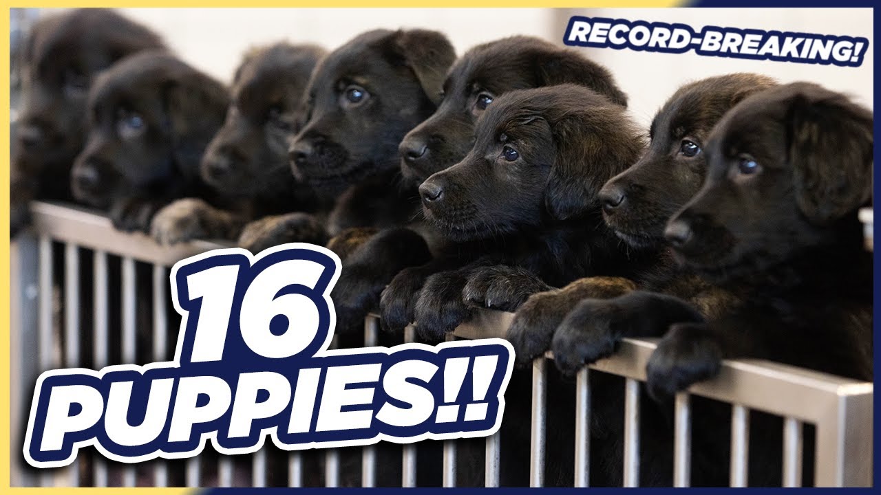 Amazing RECORD-BREAKING Litter of 16 Puppies!
