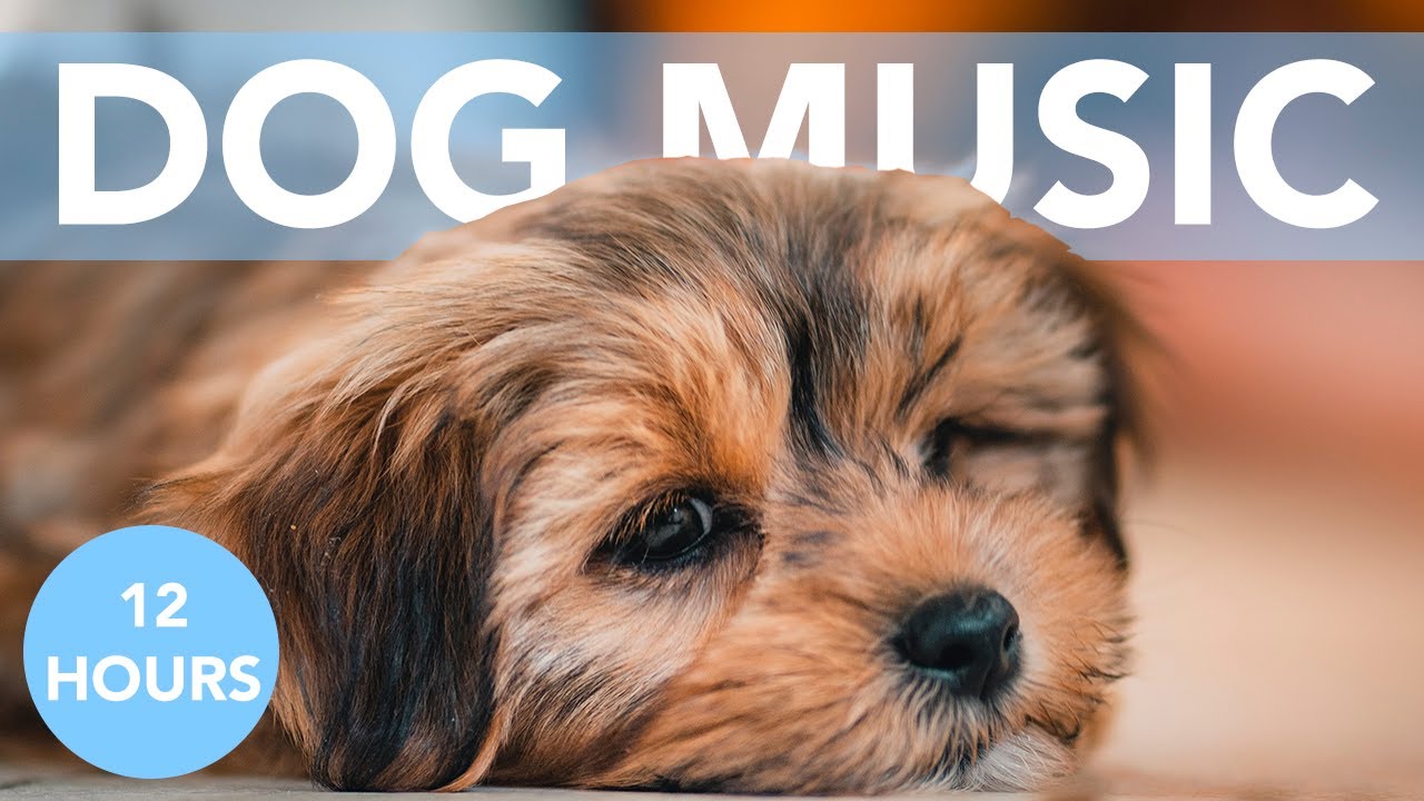 PUPPY MUSIC – 12 Hours of Soothing Lullabies for Dogs & Puppies!