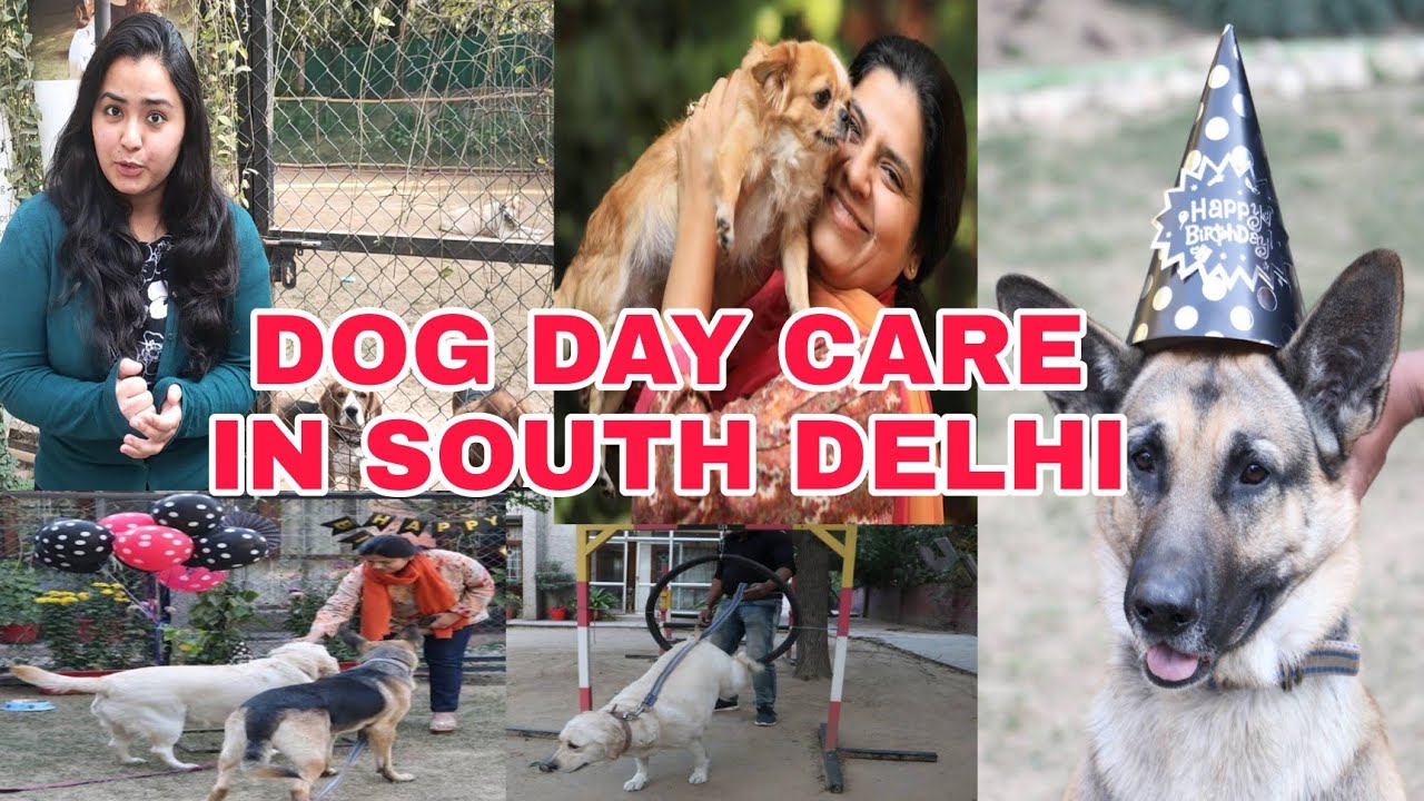 Dog Day Care in South Delhi || Dog Boarding in Delhi || Dog Care Center || @healyourpaws