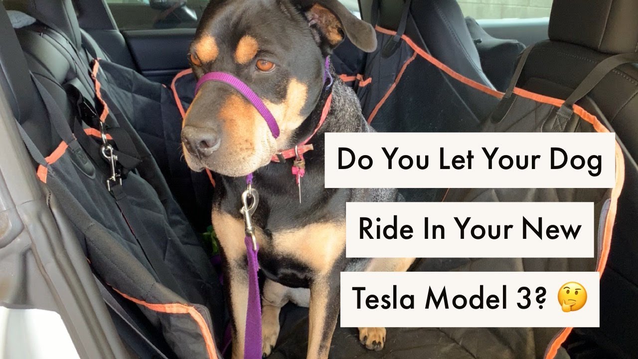 How To Ride With Your Dog In Tesla Model 3/S/X