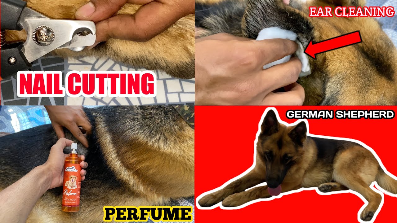 How to Cut Your Dog’s Nails & Clean Ears Professional At Home | Dog Care | 1 year old Max