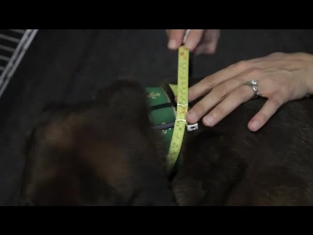 How to Measure a Dog’s Neck & Chest Size for a Harness : Dog & Puppy Care