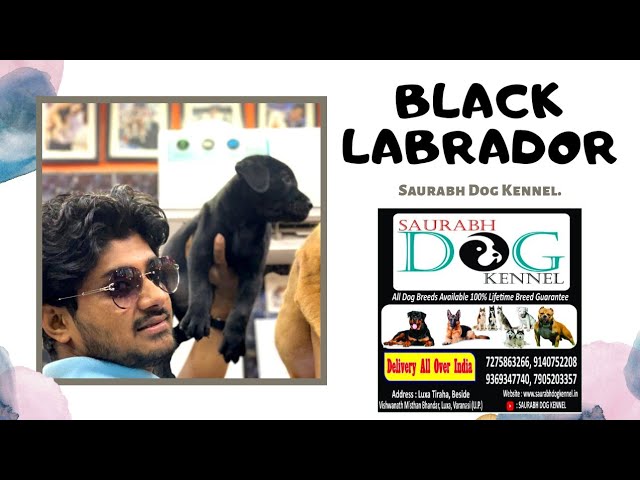 Pet Care – Black Labrador Pet Quality Puppies | Saurabh Dog Kennel | Contact-7275863266, 9369347740