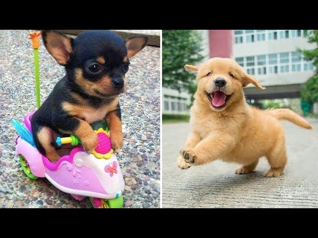 Baby Dogs  Cute and Funny Dog Videos Compilation #9 | 30 Minutes of Funny Puppy Videos 2022