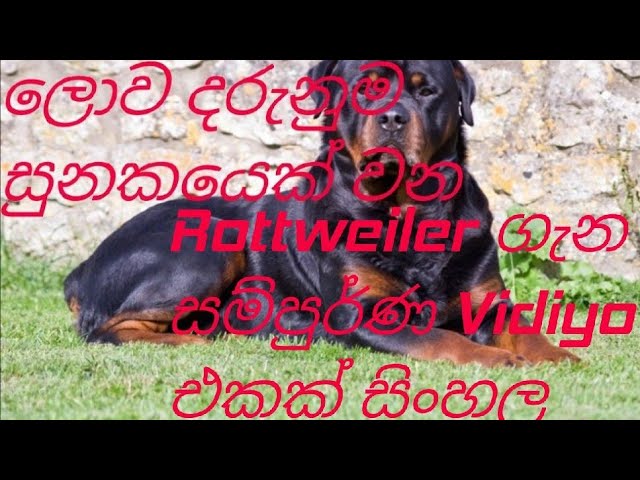 Rottweiler Dog care in sinhala