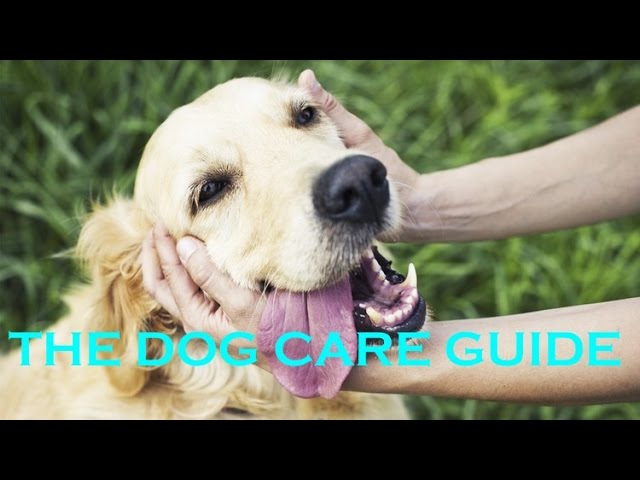 The Dog Care Guide For Dog Owners To A Healthy & Happy Dog: Online Pet Course Coupon Sale & Discount