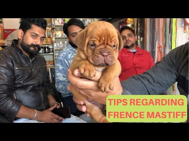 Pet care – Tips Regarding Big Breed French Mastiff | BORDEAUX | BholaShola | Harwinder Singh Grewal