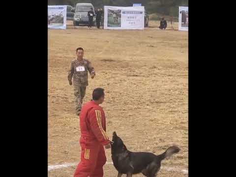 “Police dog training