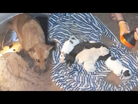 Dog Mother Leads Rescuers to Her Crying Puppies Stuck in Drainage