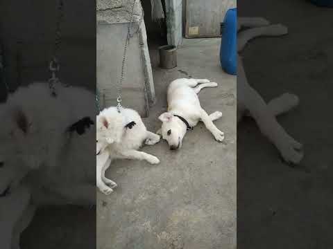 labrador and pomorien play each other friendly@dog care kannada