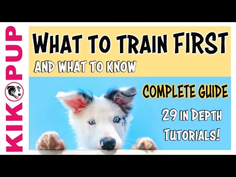COMPLETE GUIDE to PUPPY TRAINING – What to train FIRST