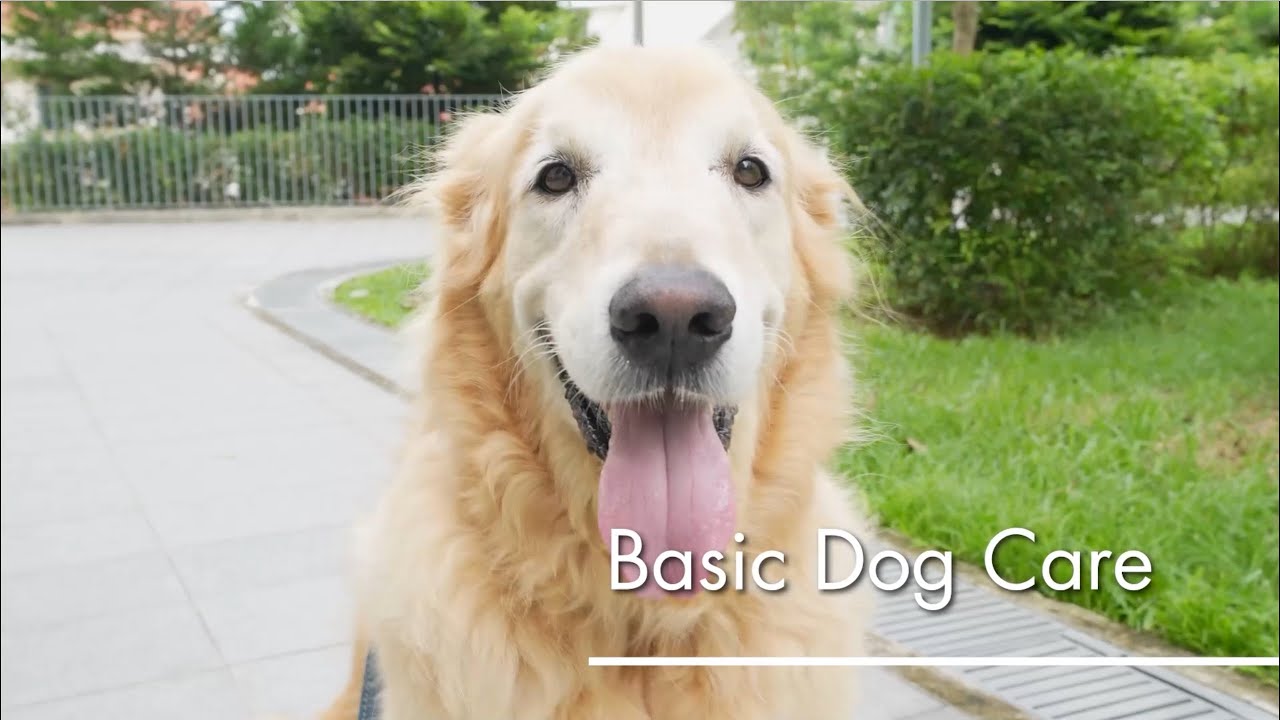 Basic Pet Care: Dogs