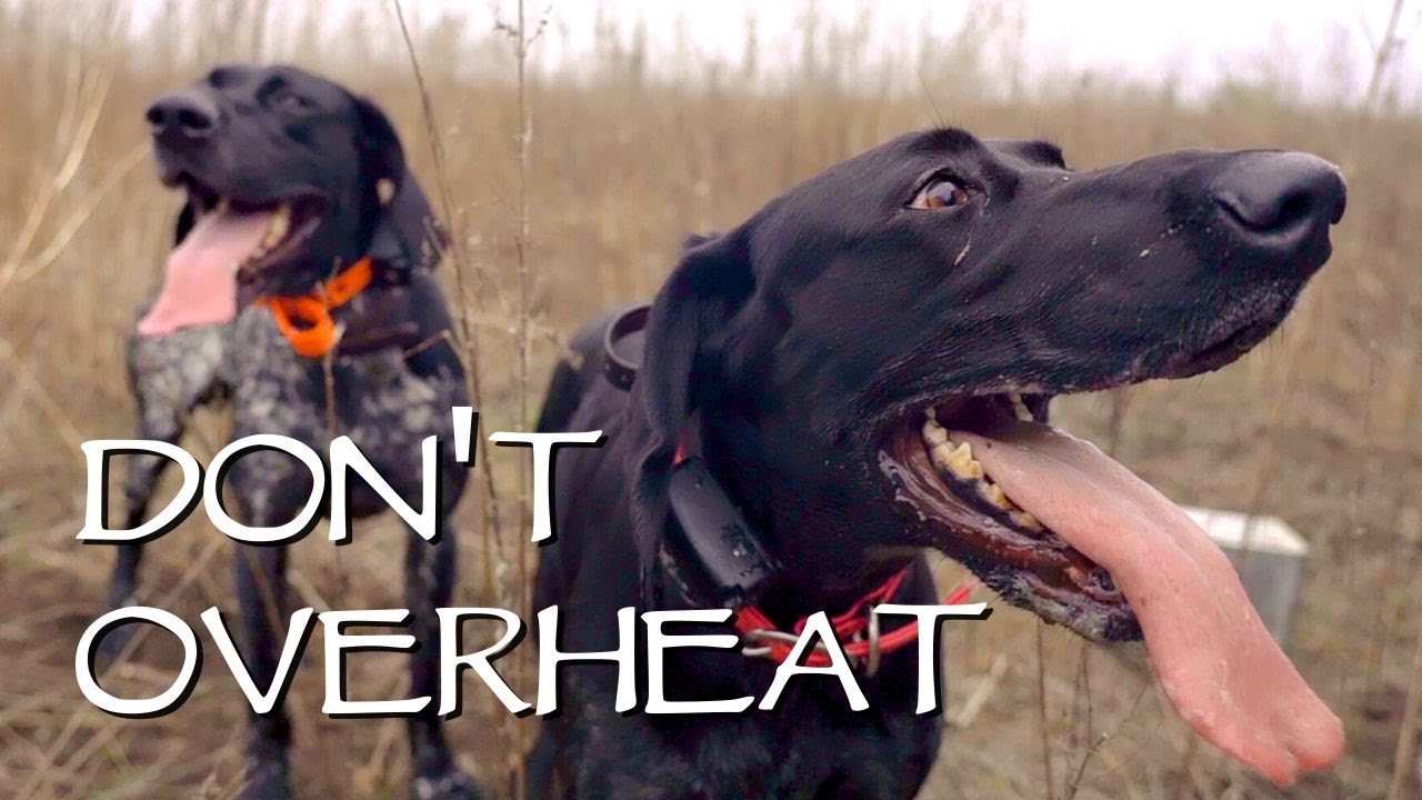 Hunting Dog Health – How Hot Is Too Hot To Run Your Dogs