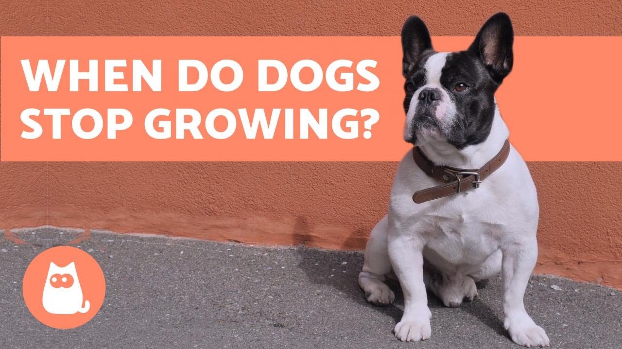 When Do DOGS Stop GROWING?  When Do PUPPIES Become Adults?