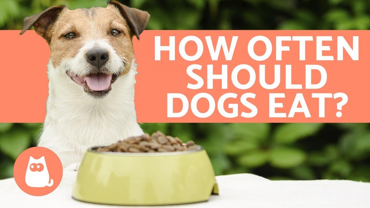 How Many Times a Day Should DOGS EAT? – Puppies and Adults