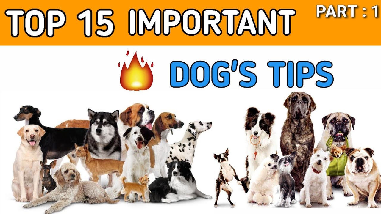 15 important tips for your dog | In Hindi | important tips for dogs | part 1