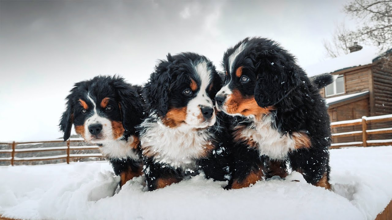 WEEK 8 PUPDATE!! Bernese Mountain Dog Puppies’ First Snow! || Ep. 9