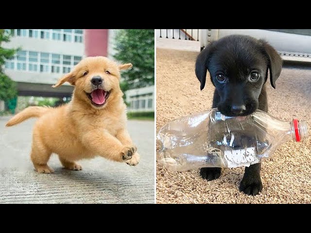 Baby Dogs  Cute and Funny Dog Videos Compilation #17 | 30 Minutes of Funny Puppy Videos 2022